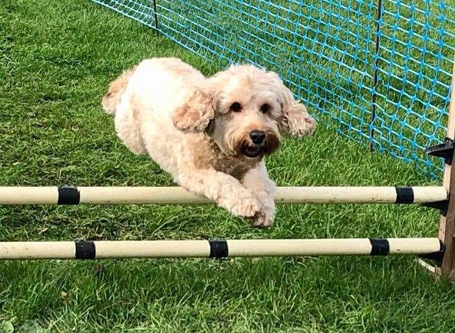 There are plenty of activities your dog can have a go at at Paws in the Park