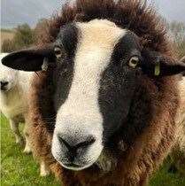 Police say a third sheep was also found with its legs tied up in the field in Wootton, near Dover. Picture: Kent Police