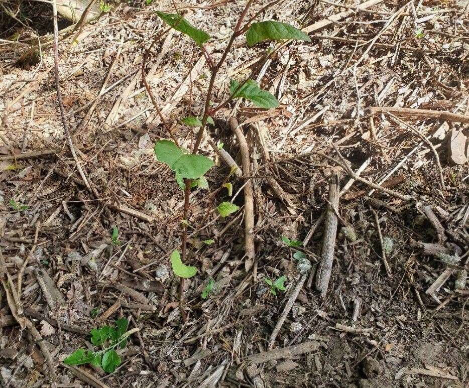 Sightings of Japanese Knotweed have been reported in the Lidsing area which is subject to a bid for thousands of new homes. Picture: Sarah Christie