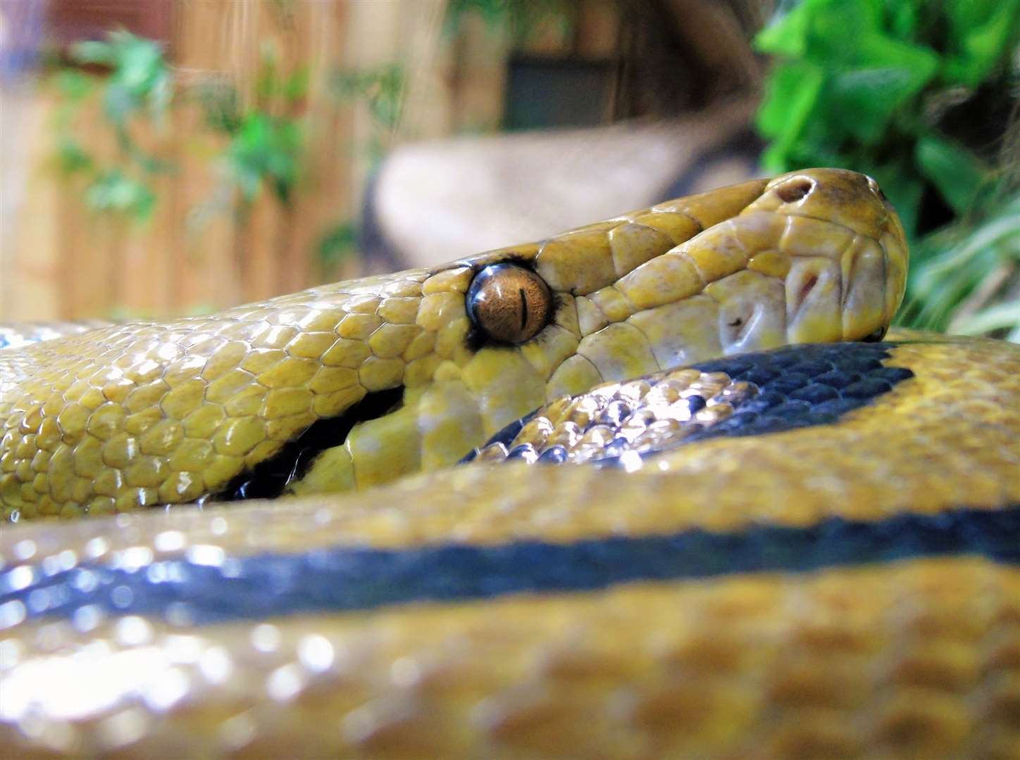 A new reptile house has launched at Wingham Wildlife Park near Canterbury. Picture: Wingham Wildlife Park