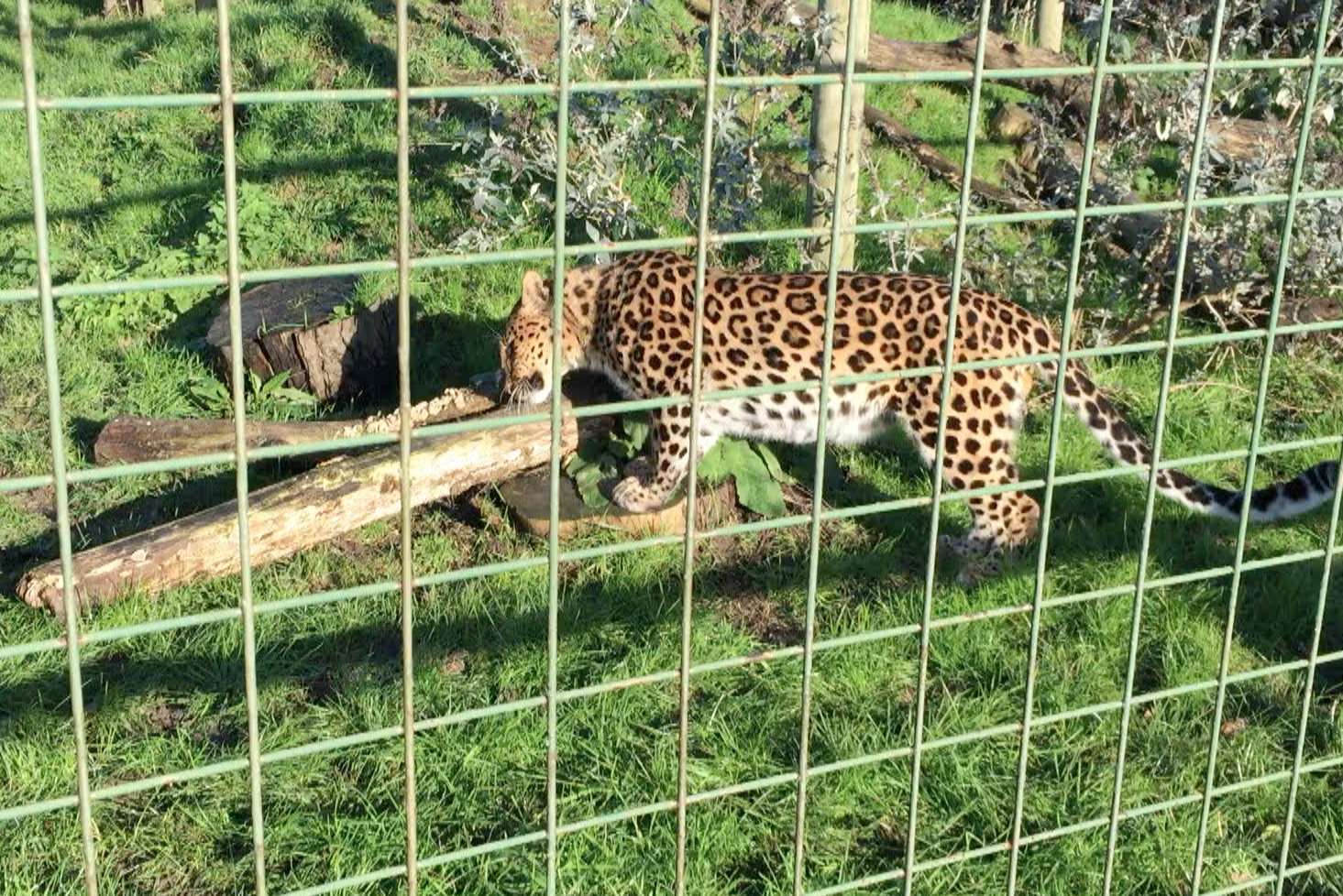Artur the Amur Leopard having a sniff of Intimately Beckham