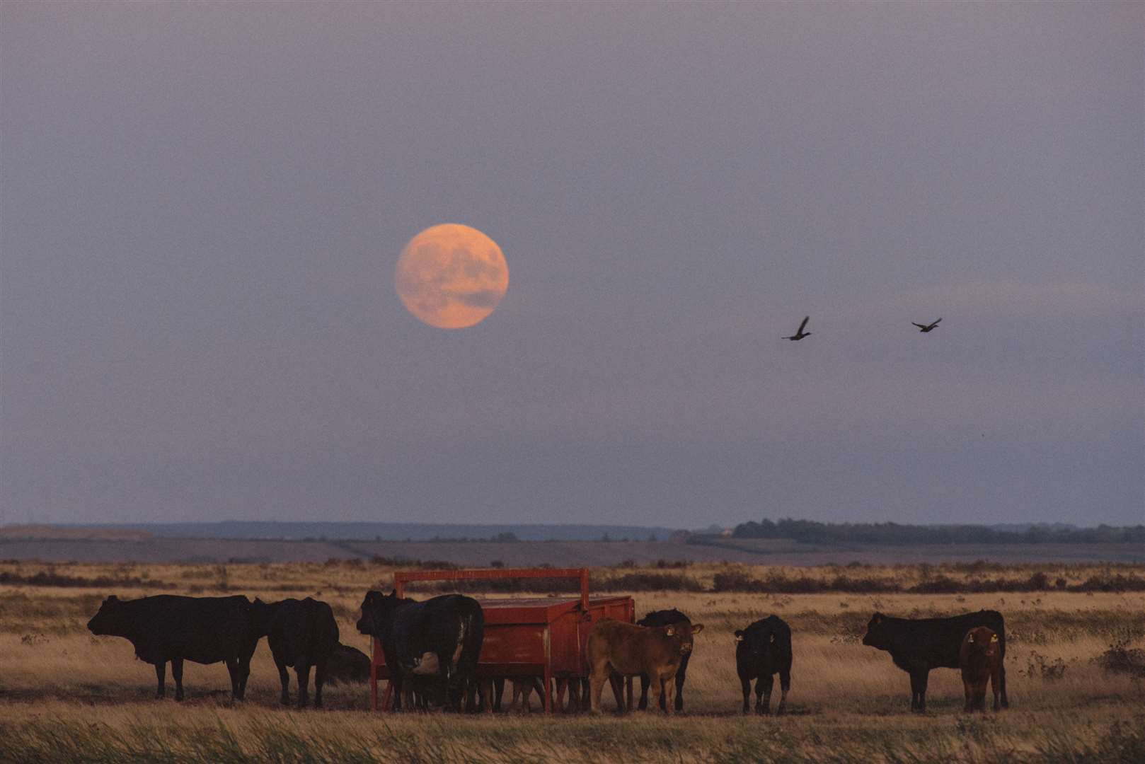 Moon over Elmley Nature Reserve, Sheppey. Picture: Rebecca Douglas
