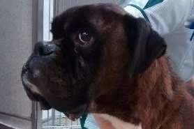 This dog was found sick and starving in Snodland