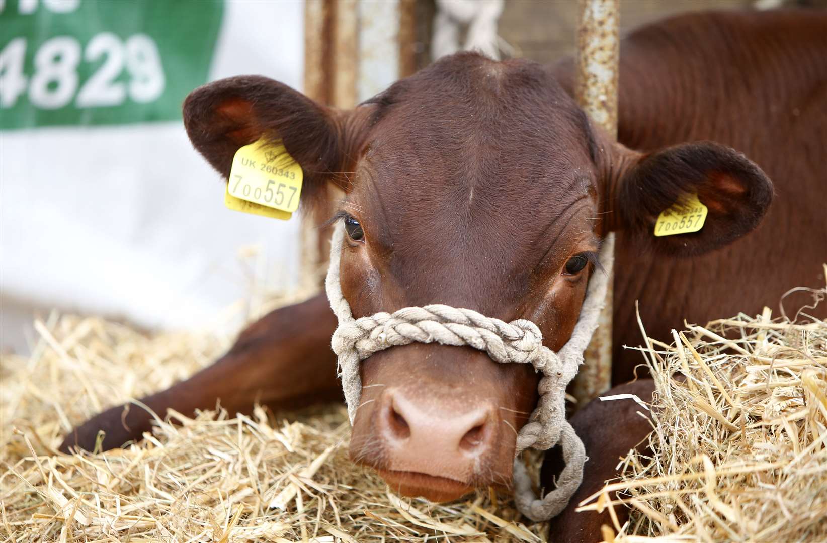 Livestock are a major feature of the Kent County Show Picture: Andy Jones