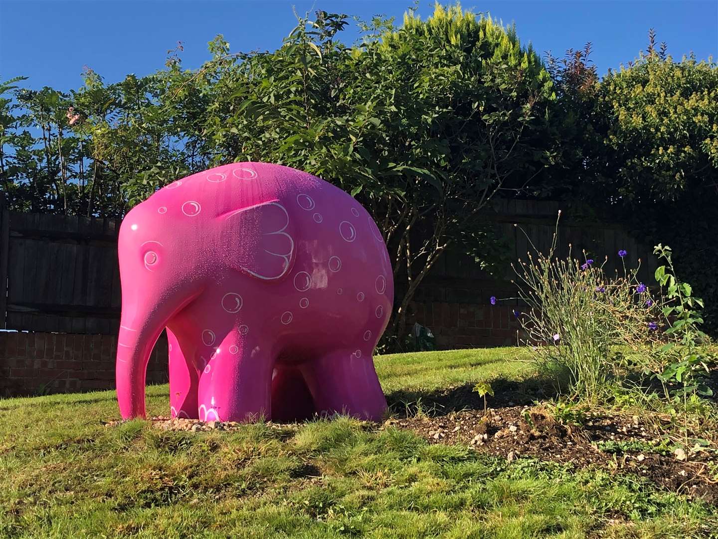 Pink Fizz Elmer was purchased by a former hospice trustee and lives in Maidstone