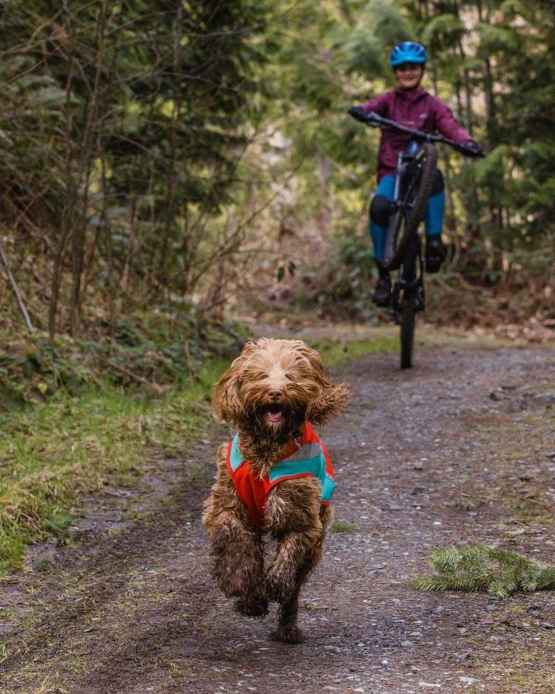 The winter months mean our dogs are more likely to get dirty. Picture: Ruffwear