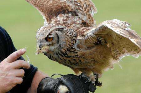 Try falconry at the Kent County Show