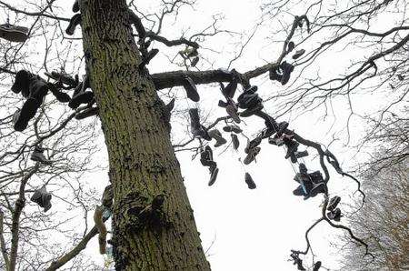 Shoes in a tree in Appledore.