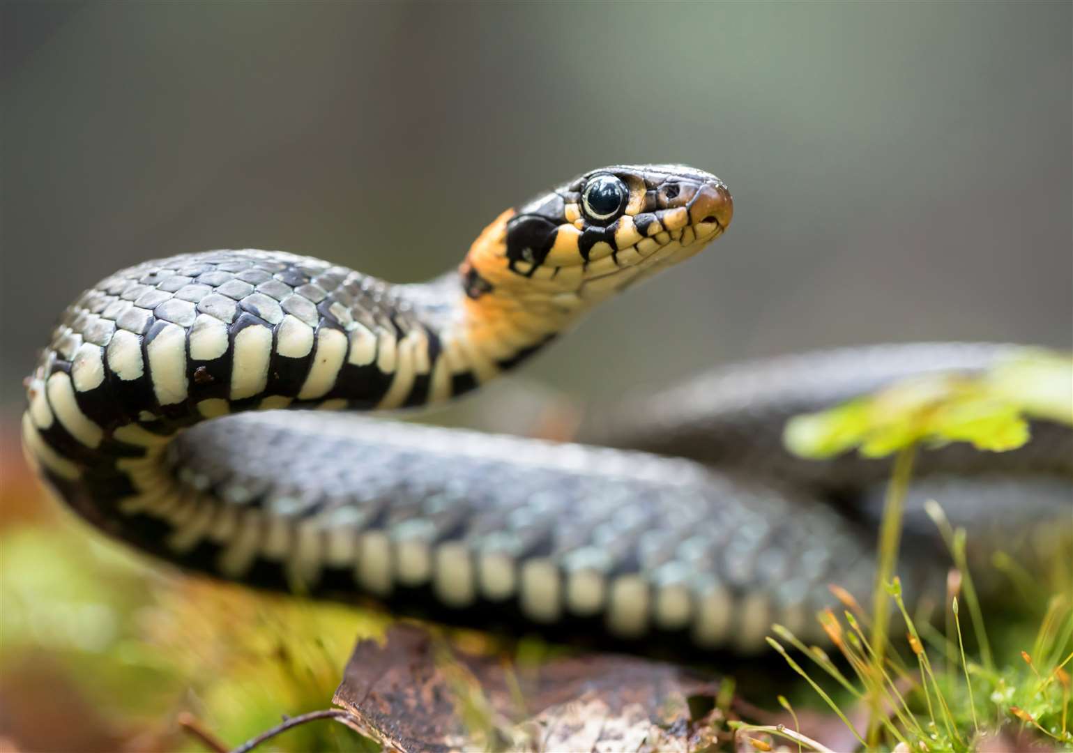 Grass snake.Photo: iStock.