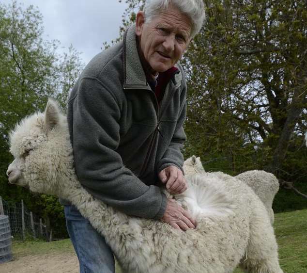 Robert Reeve with one of his remaining alpacas after the attack by two dogs