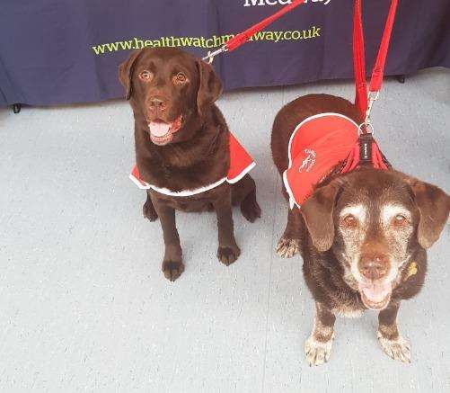 (left) Cookie and Katie on duty in Keats Ward, Medway Maritime Hospital (3240584)