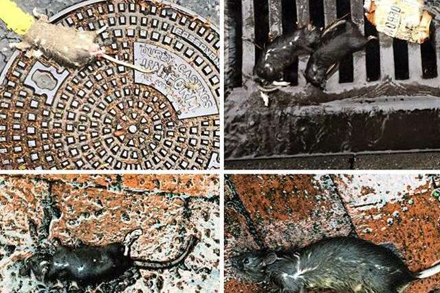 Photos of rats washed up in Tunbridge Wells via @rik_sellers