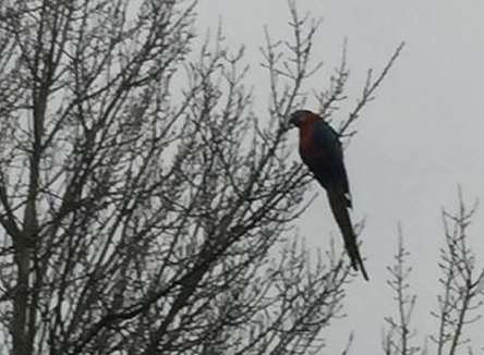 The macaw in a tree at the golf course. Picture: @Kent999s