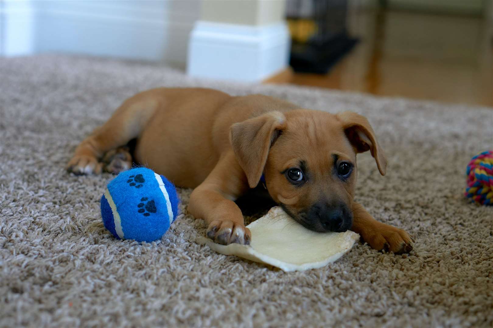 Lickimats and dog puzzles are great options to keep your pup busy. Photo: Edge2Edge Media/Unsplash