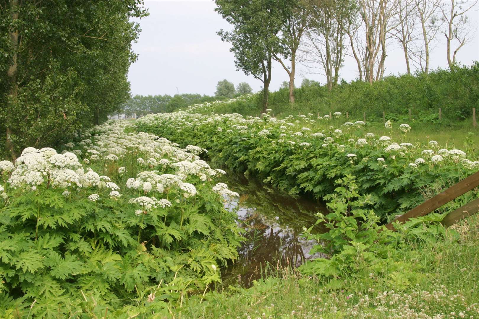 Giant hogweed can cause severe skin blistering and even scars