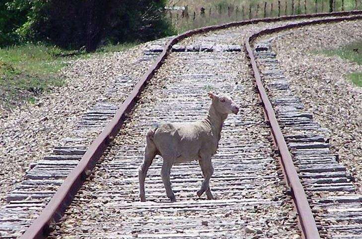 Sheep are on the tracks. Stock picture