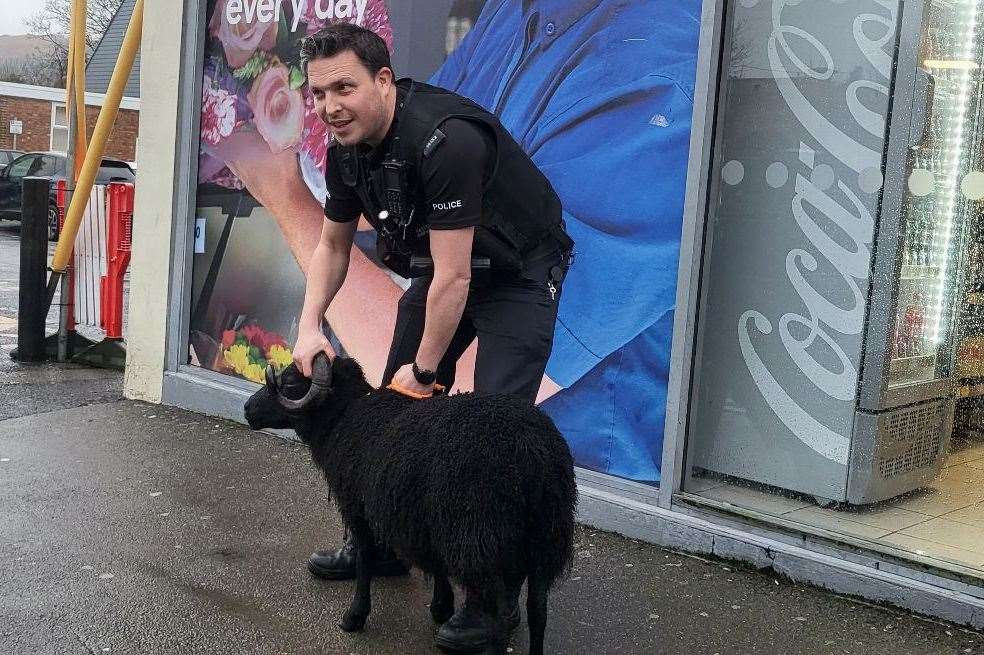 An officer has managed to capture the male sheep