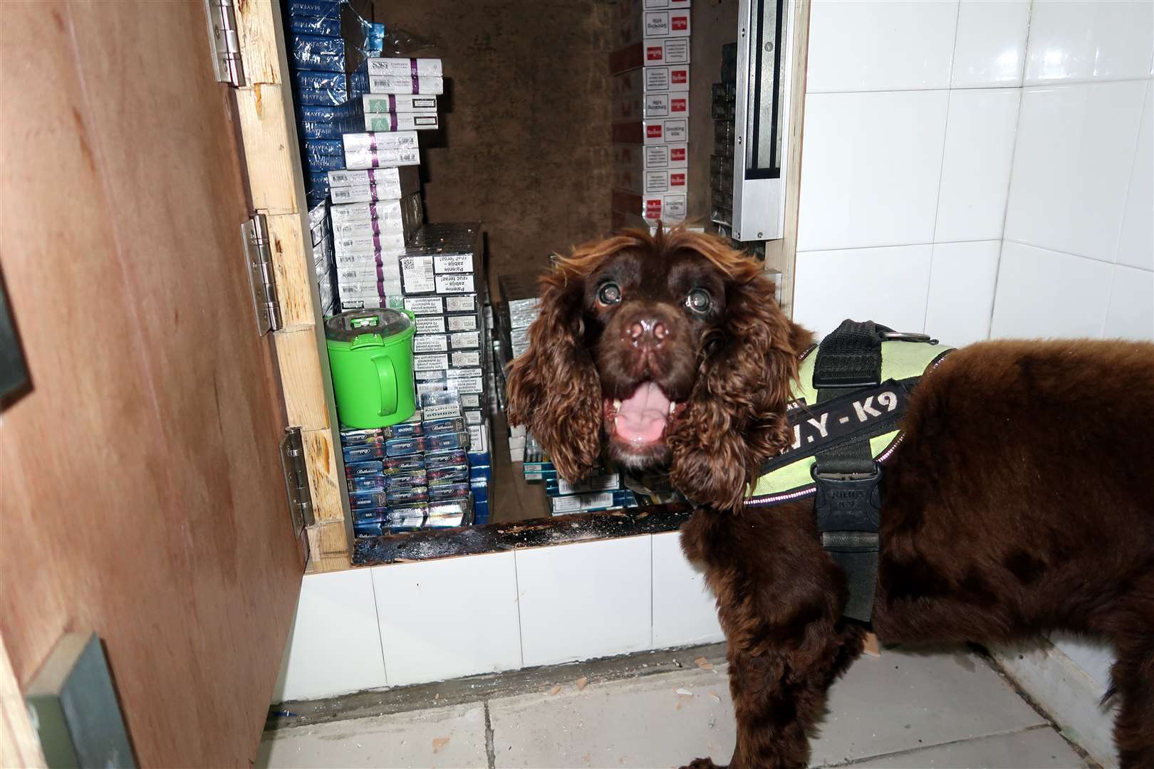 Sniffer dog Yoyo finds illegal cigarettes hidden in a wall (13284427)