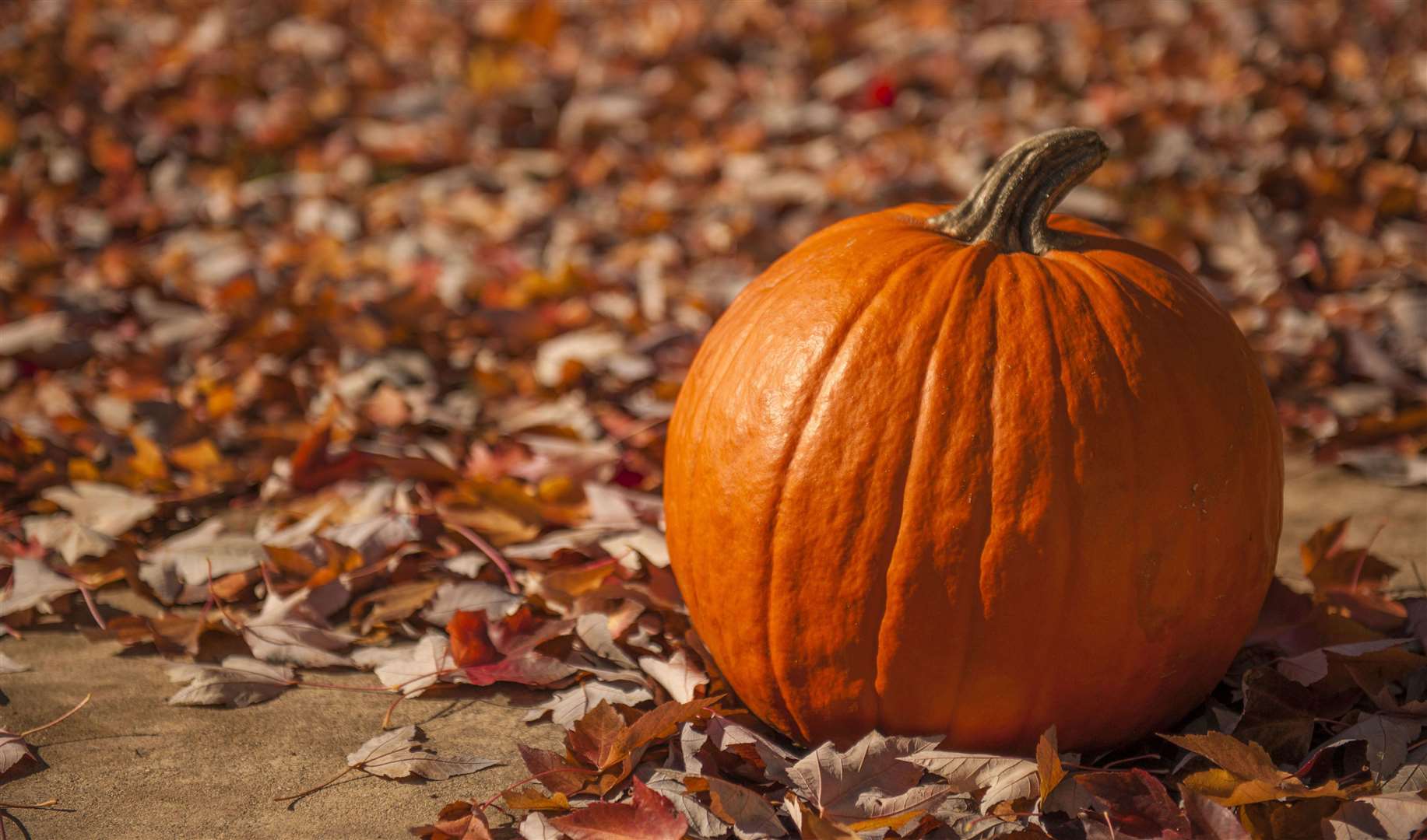Have you picked up a pumpkin yet?