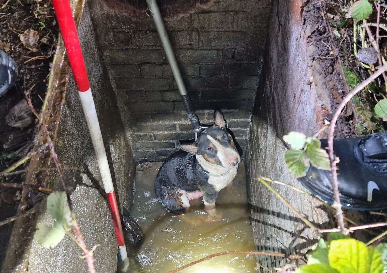 The dog was rescued by fire crews from a water pipe in Faversham. Photo: KFRS