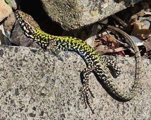 Albert Marshall has reported about three of the wall lizards living in his garden. Picture: Albert Marshall