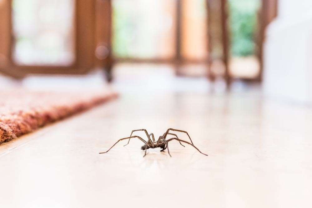 Spider mating season will see more arachnids coming indoors as males go in search of a mate