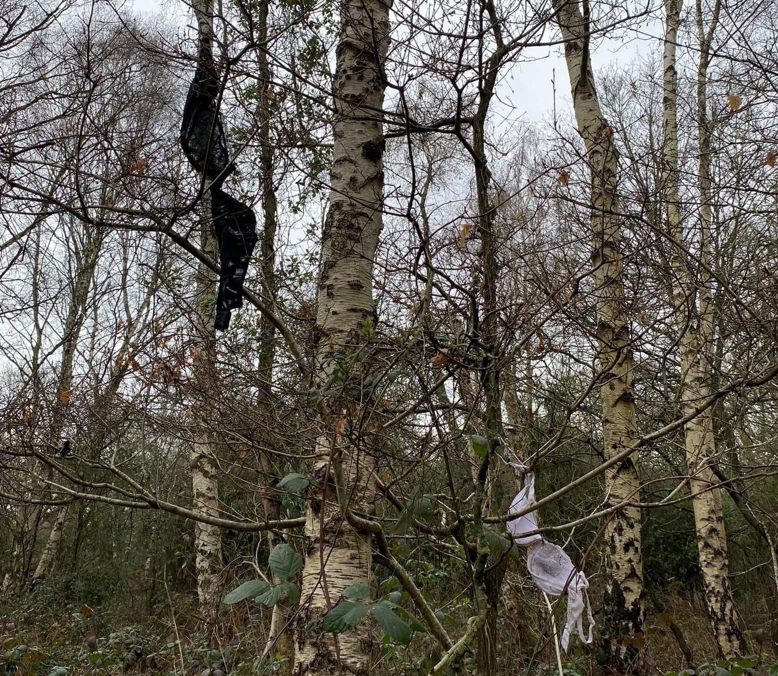 Bras hanging from a tree at Dartford Heath. Picture: Rich Cook