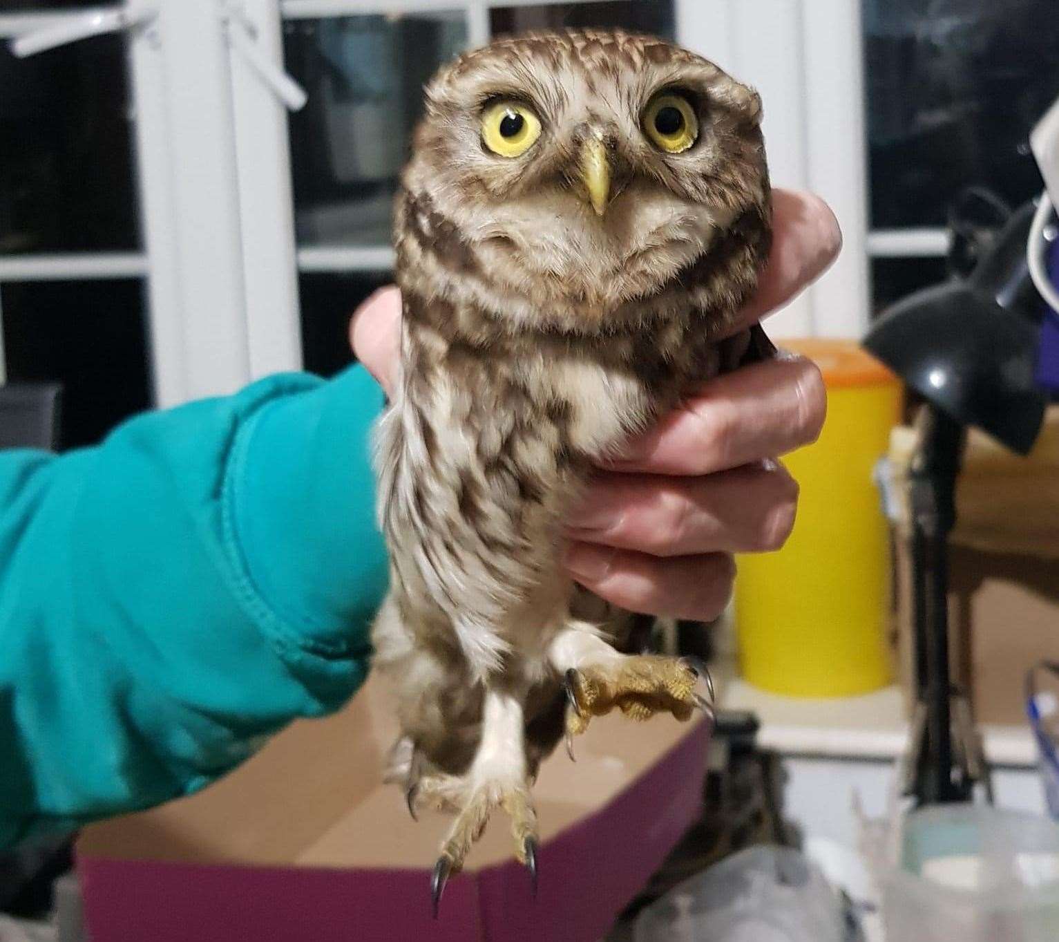 Kent Wildlife Rescue saved a Little Owl who had fallen into a lit fire in Upchurch, Sittingbourne