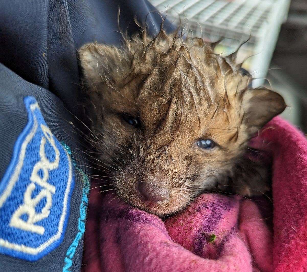 The fox cub was rescued by officer Kirsten Ormerod. Picture: RSPCA