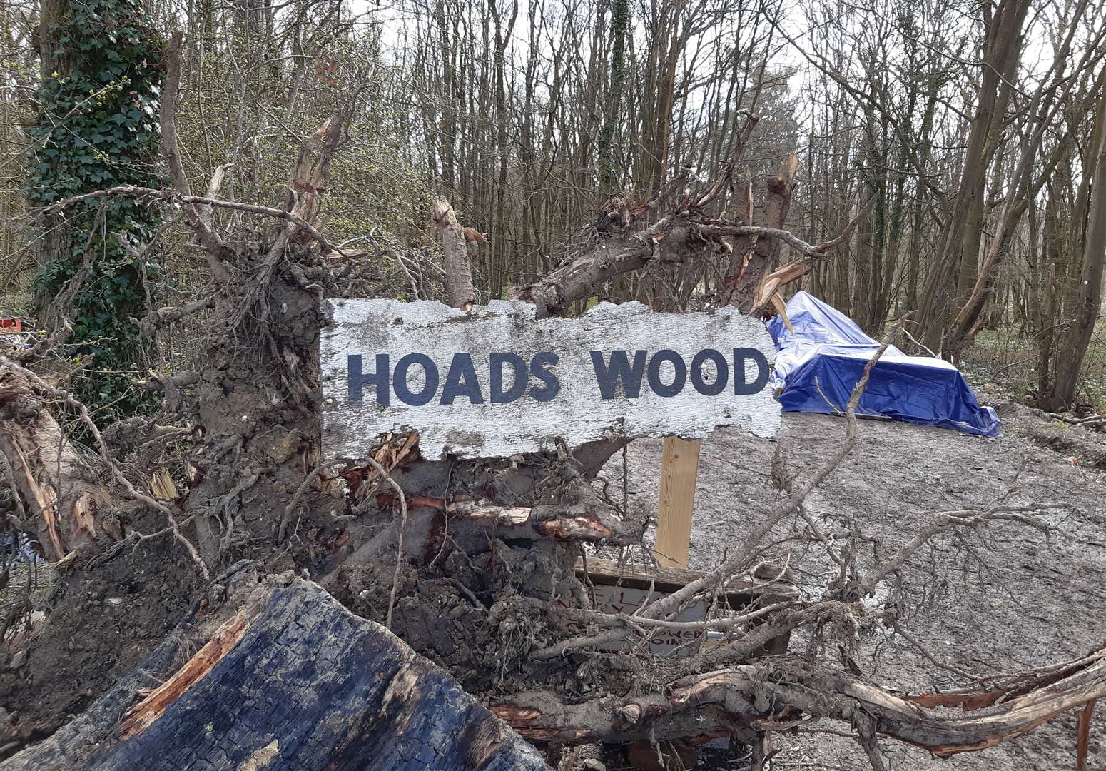 The 200-acre Hoads Wood is next to the Ashford to Charing Cross railway line