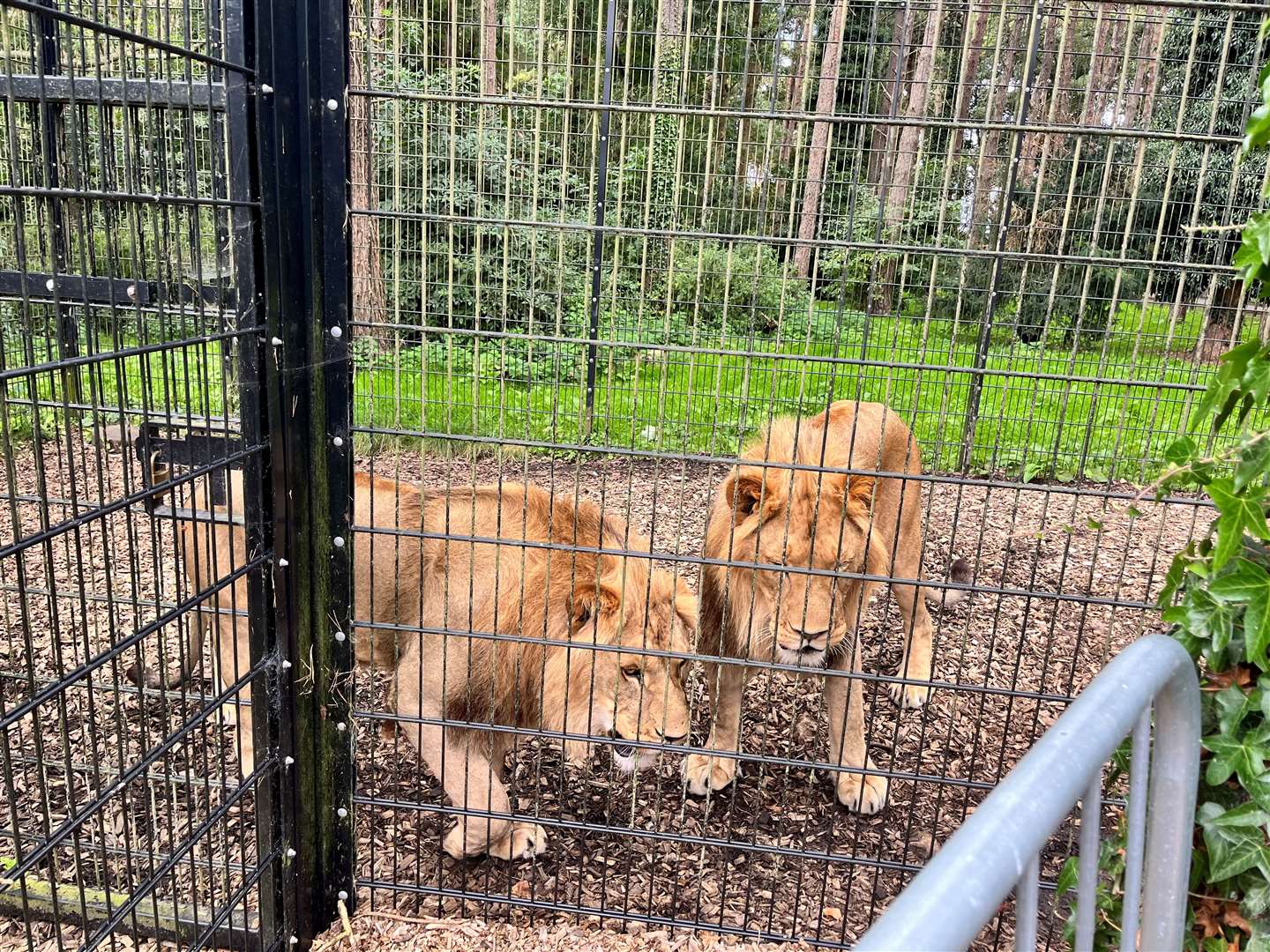Lions Hasani and Kamari
