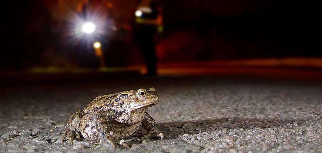 A toad crosses the road Picture: Jason Steel