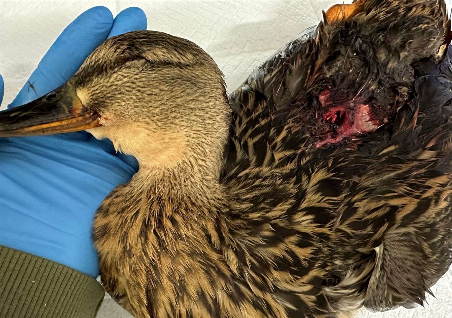 One of the injuries the duck suffered in the catapult attack. Picture: Columbines Wildlife Care