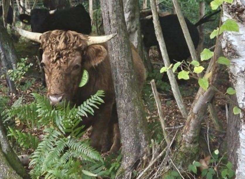 The cattle have been left scared and hiding between tree. Picture: Kent Wildlife Trust
