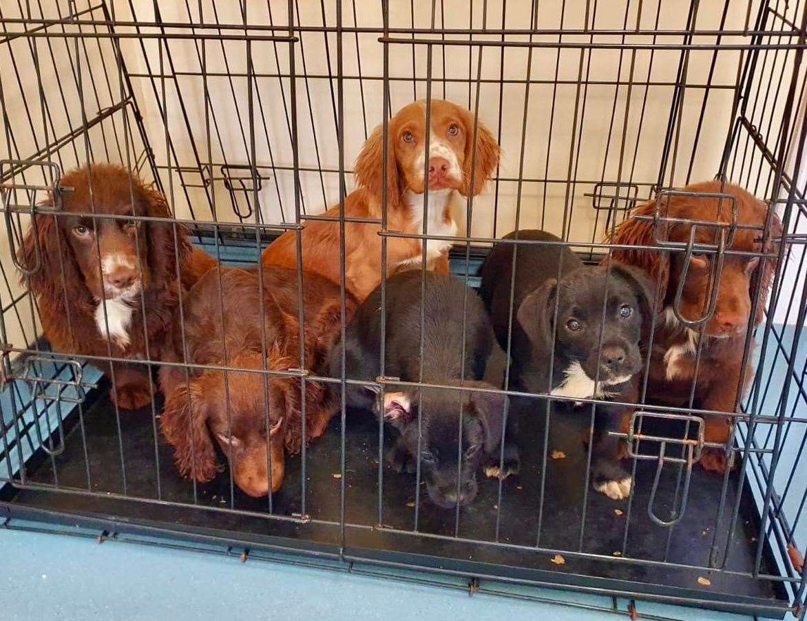 Six puppies have been found dumped in Broad Oak, Canterbury. Picture: RSPCA-Canterbury and District Animal Centre/Facebook