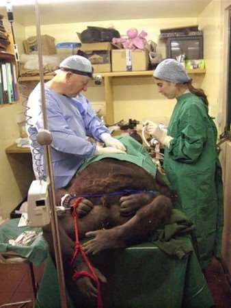 Top surgeon Richard Collins operates on Tambabi with veterinary surgeon Jane Hopper