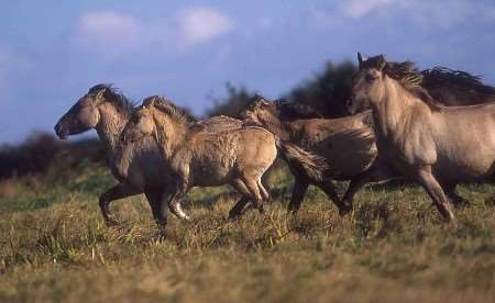 The Konik horses...free to roam and just loving it