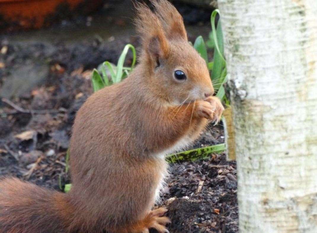 The red squirrel made its way through Blean Wood to the Maytree Nurseries. Picture: Maytree Nurseries