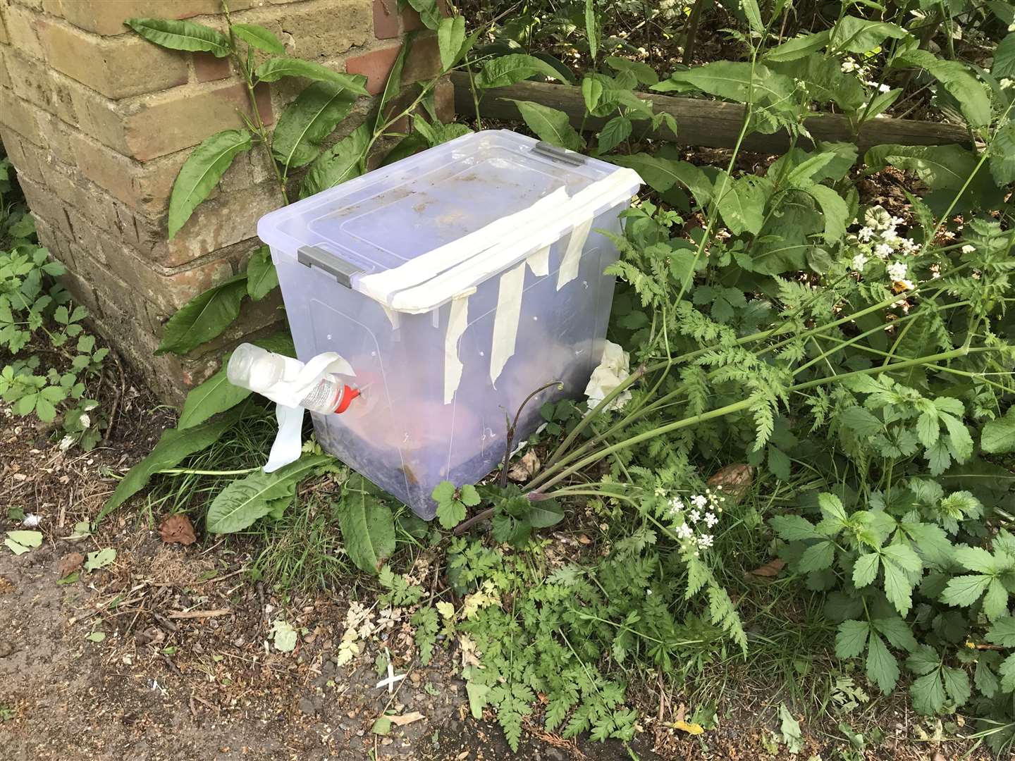 Two ferrets were placed in a plastic box and dumped in Gravesend Picture: RSPCA