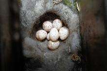 The nest