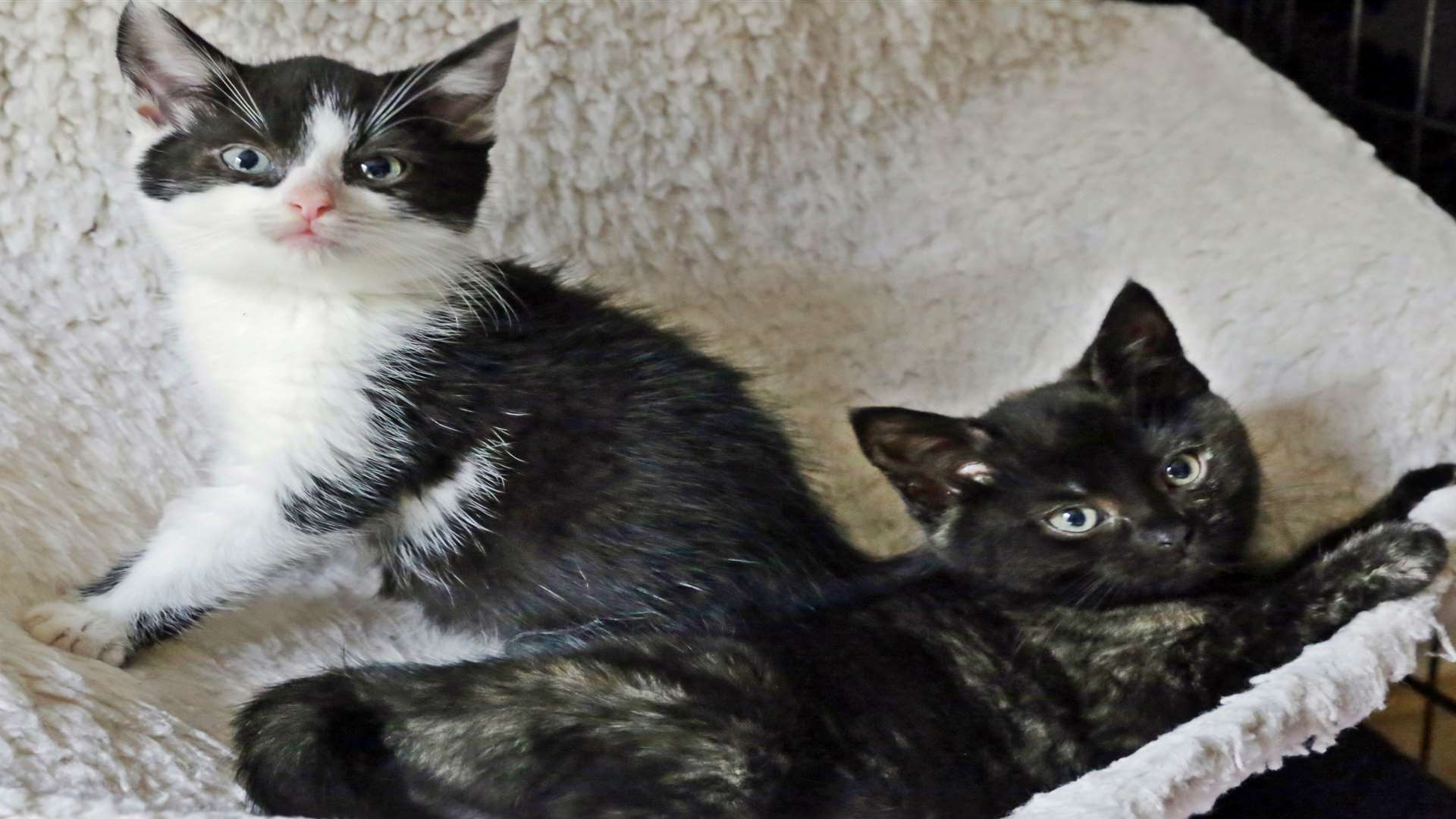 Tristan and Isolde are looking for a new home.