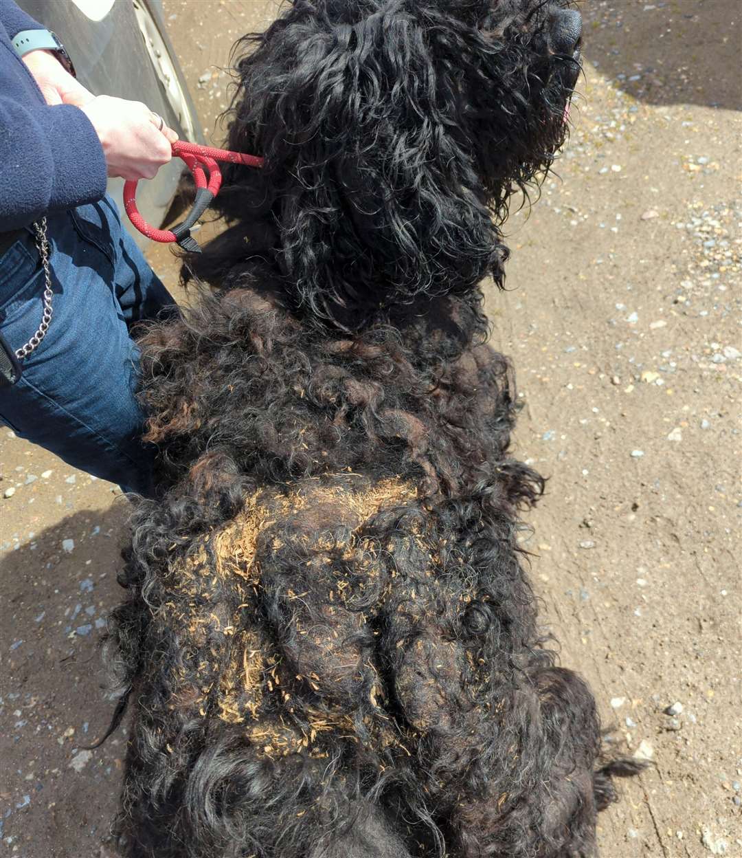 Barney, who's Ramsgate owner has been banned from keeping animals, before his haircut. Picture: RSPCA