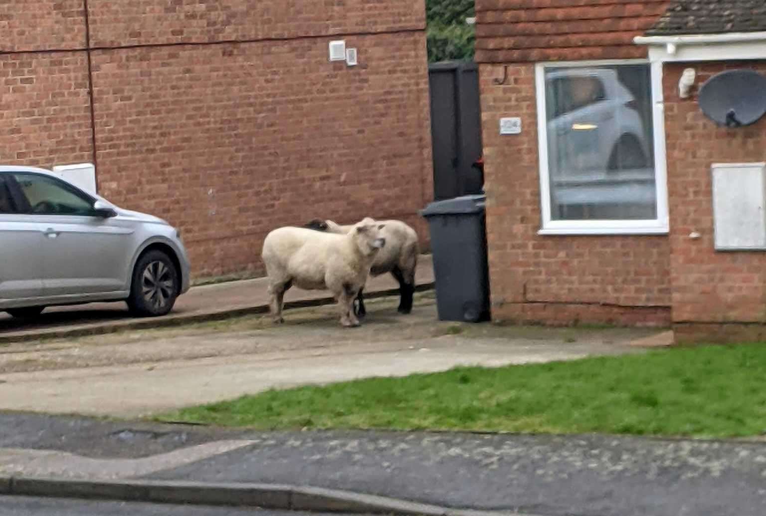 Police had to be called to two loose sheep in Fields Avenue in Canterbury. Picture: Claire Wills