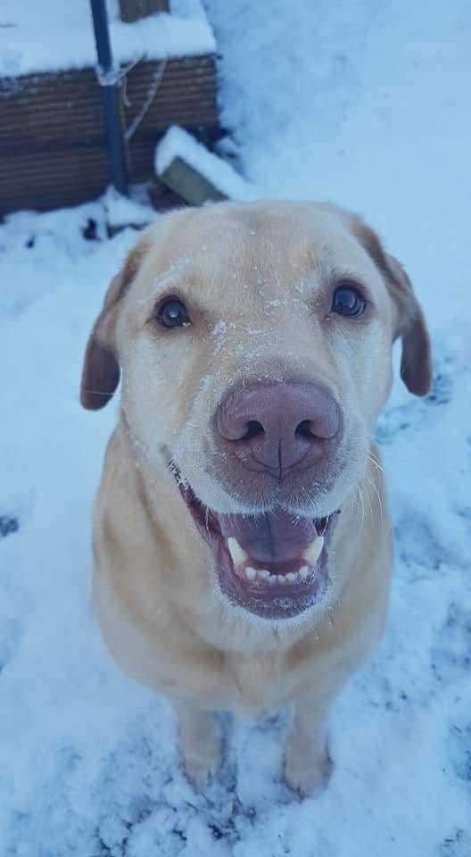 Lucy's happy snow dog