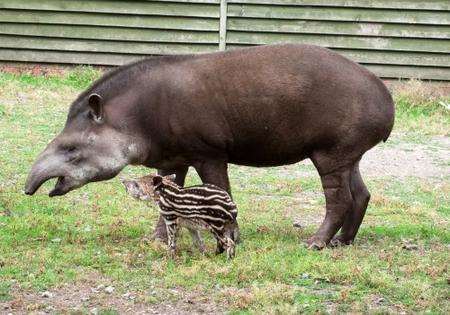 Tapir born at Howletts Wild Animal Park