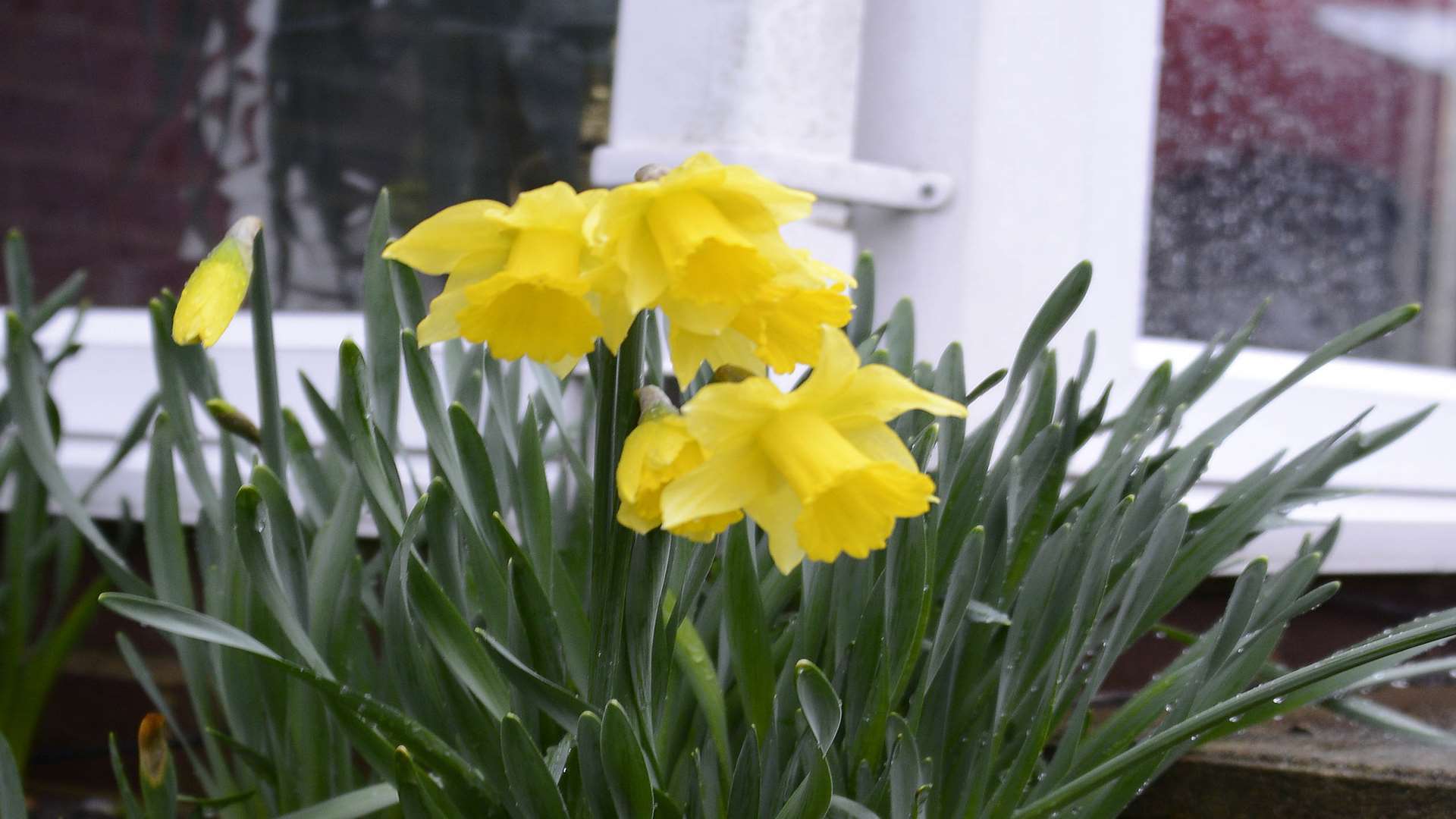 Daffodils are in bloom in Ashford