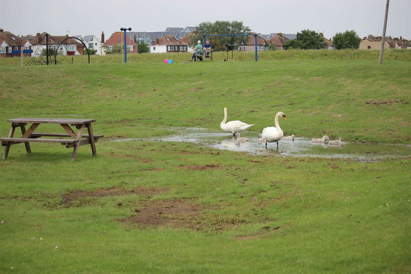 Swans at Barton's Point Coastal park, Sheerness. Picture: John Nurden (14284029)