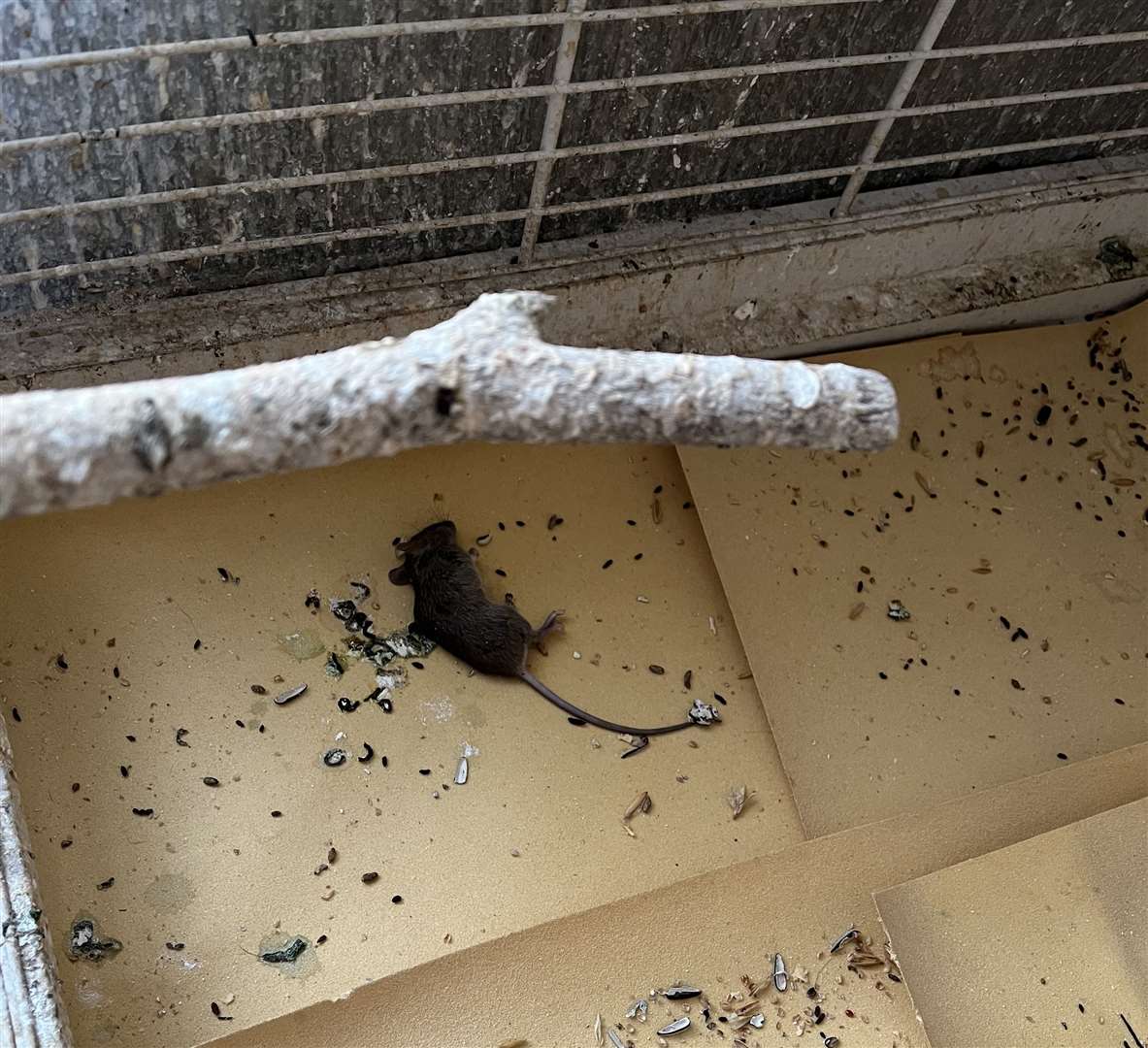 A dead mouse was found in the cage of Paul's cockatoo. Photo: Paul Banbury