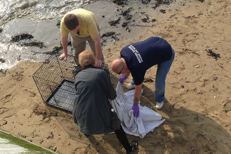 Three volunteers help the seal to safety on Margate beach. Picture: Justin Chant