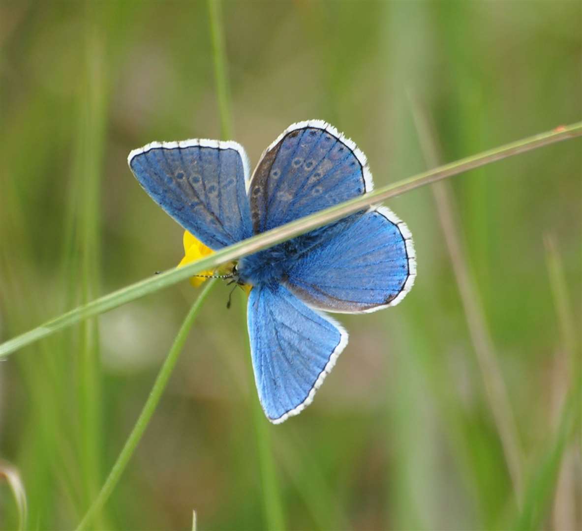 Adonis Blue butterfly